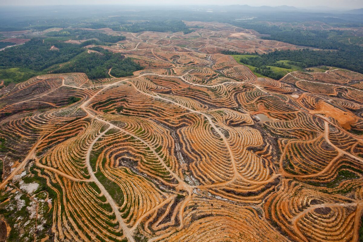 Luftbild einer großflächig gerodeten Landschaft: terrassierte, rotbraune Hänge bis zum Horizont, dazwischen Erschließungswege; am oberen Bildrand verbliebener Regenwald.